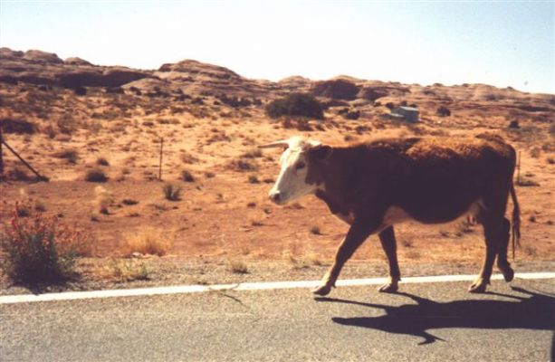 Gegenverkehr
das Bild zeigt den einzigen Gegenverkehr den wir bei der Anfahrt auf
Monument Valley hatten.
Schlüsselwörter: Fotowettbewerb