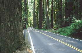 Redwood am Straßenrand
