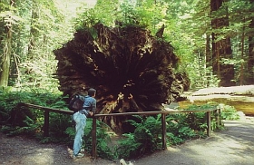umgestürzter Redwood
