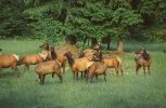 Roosevelt Elks bei La Push