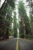 Küsten Redwoods