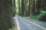 Redwood am Straßenrand