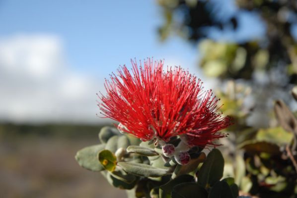 Hawaii Volcanoes National Park
