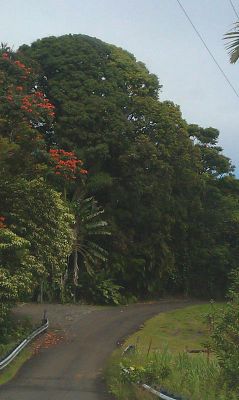 Old Mamalahoa Road 
