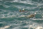 Queen's Bath/Princeville Grüne Meeresschildkröten