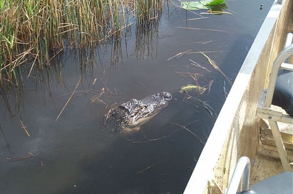 The Aligator
Schlüsselwörter: Everglades,Florida,Aligator