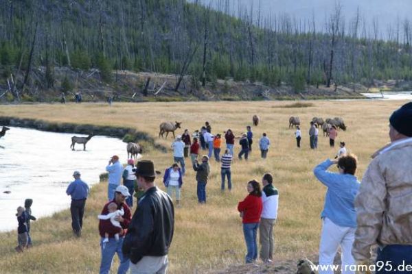 Menschenmassen beobachten Tiere im Yellowstone N.P.
Schlüsselwörter: Tiere, Yellowstone N.P.