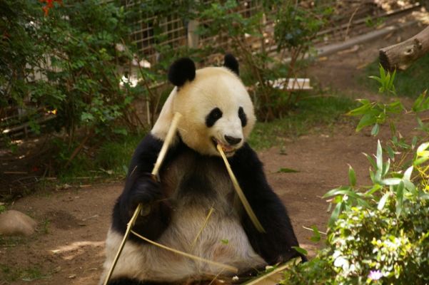 Panda ist mit Stäbchen
