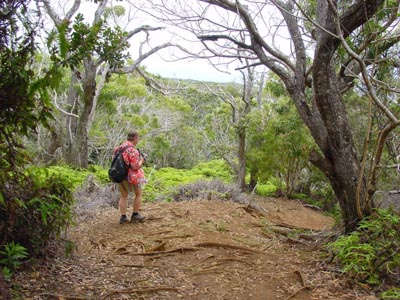 Awa'awa'puhi Trail

