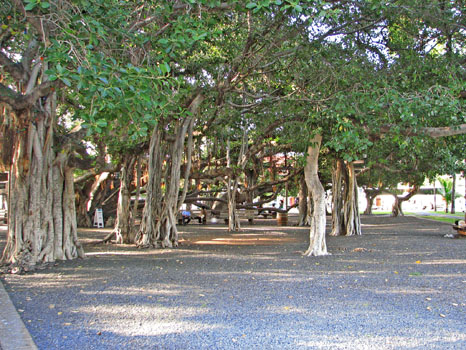 Banyan Tree in Lahaina
