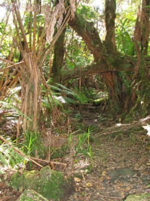 Kahaualea Trail

