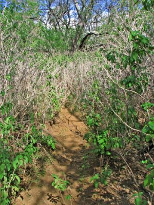 Kalua o Lapa Lava Vent Trail
