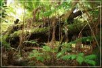 Big Island : Maka'ala Fern Forest Trail (= Wright Road Trail)