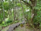 Alakai Swamp Trail.jpg