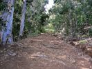Hanalei-Okolehao Trail3.jpg