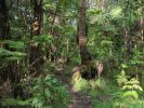 Kahaualea Trail17.jpg