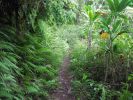 Maunawili Demo Trail.jpg