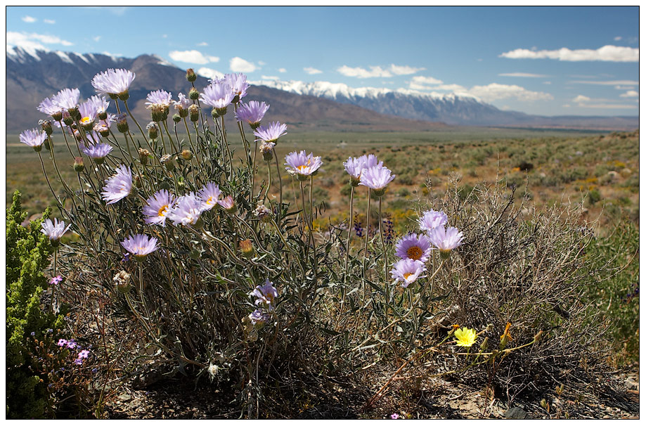 WildblumenWhiteMountains.jpg