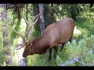 Yellowstone NP/WY_ein kapitaler Hirsch oder Elk wie die Amis sagen