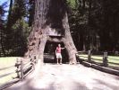 Chandelier Tree in den California Coast Redwoods