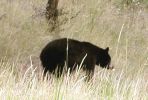 Yellowstone NP/WY_Der Bär ist los