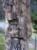 Yellowstone NP/WY_Pietrified Tree
