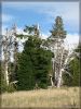 Lebende und tote Bäume im Crater Lake NP