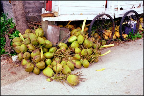 Coconuts
Kokosnuesse werden in Hurrikan-Winden oft zu "unerwuenschten Flugobjekten" und wurden unter Androhung von erst Charlie, dann Frances bueschelweise von den Palmen geschnitten.
Schlüsselwörter: Tropen, Kokosnuesse, Palme