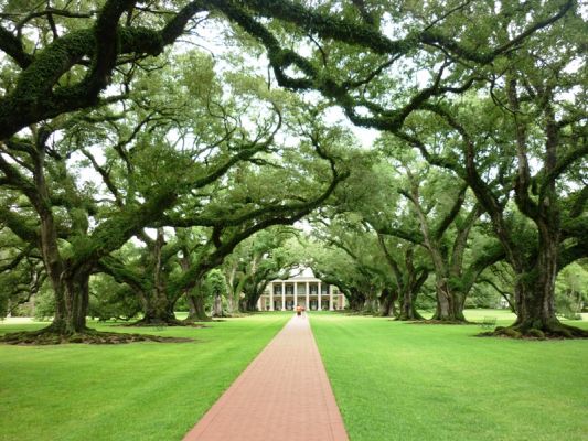 Oak Alley
