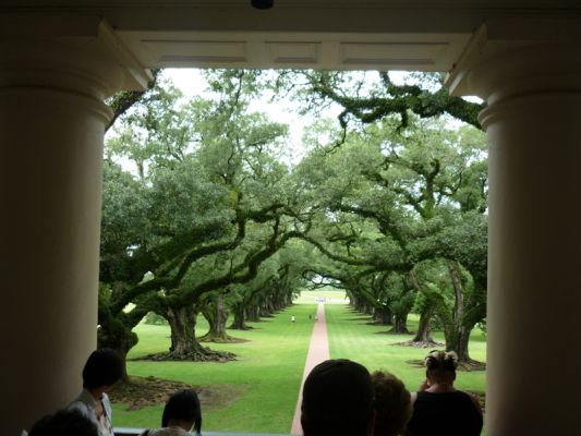 Oak Alley
