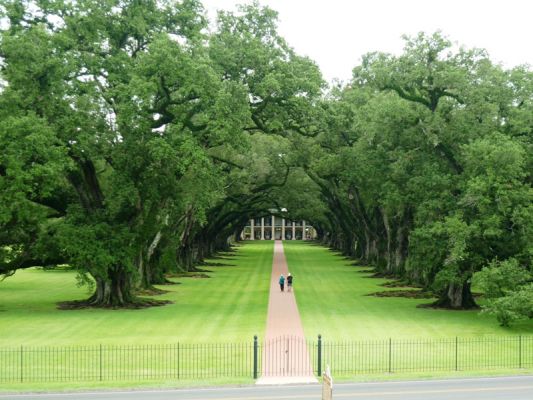 Oak Alley
