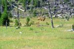 Yellowstone Wildlife 26.7. Einfahrt