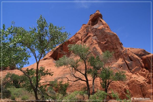 Im Coyote Gulch
