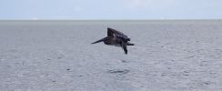 Fliegender Pelikan, Sanibel Island