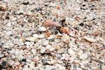 Muschelstrand, Cayo Costa