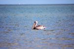 Schwimmender Pelikan
