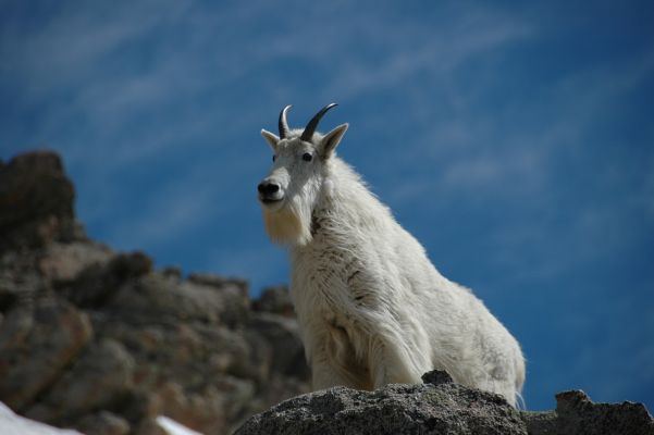Mountain Goat @ Mount Evans
Mountain Goat @ Mount Evans
