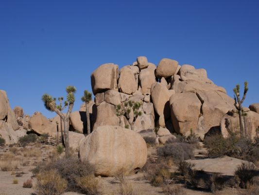 Joshua Tree NP
