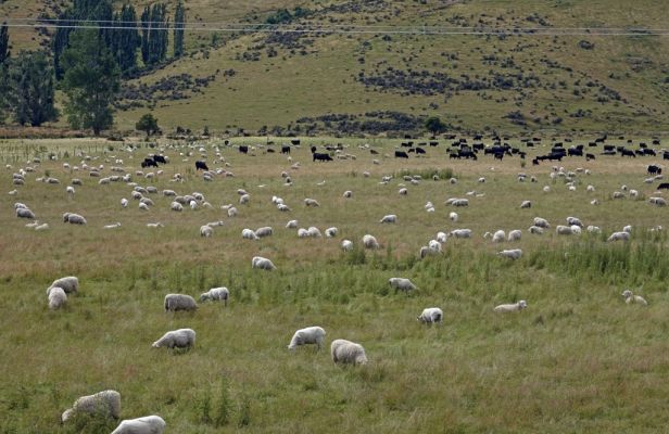 DSC03629 Schafe und Rinder bei Parawa_k
