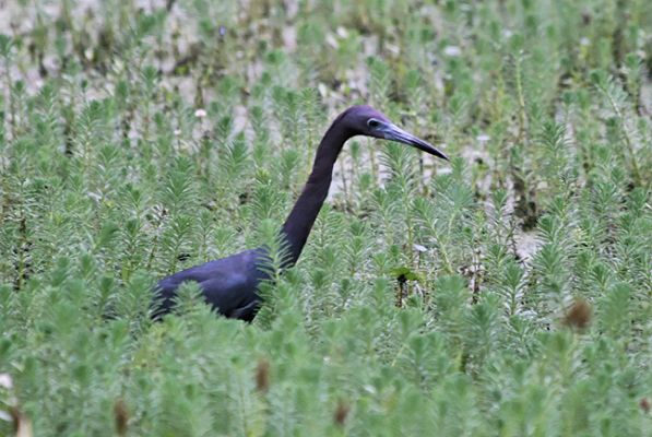 Magnolia Plantation, Swamp, Blue Heron
