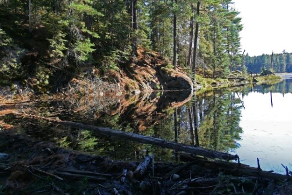 Beaver Pond Trail Damm

