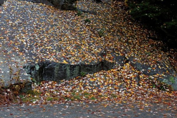 Albany Covered Bridge Herbstlaub auf Felsplatte
