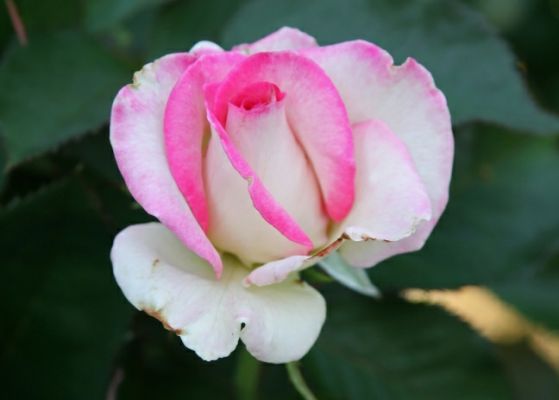 Portland International Rose Test Garden
