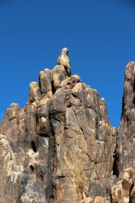 Alabama Hills Steinadler
