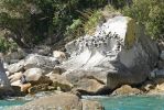 DSC02783b Abel Tasman NP Seehund auf Felsen auf Adele Island_k