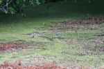 Magnolia Plantation, Swamp, Alligator