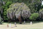 Savannah, Cemetery