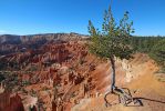 IMG_4467_Bryce_Canyon_Sunrise_Point_Walking_Tree_k.jpg