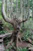 Cape Flattery Trail Baum