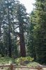 IMG_7845_DxO_Yosemite_Mariposa_Grove_Forum.jpg